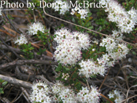 Leiophyllum buxifollium (Sand Myrtle)